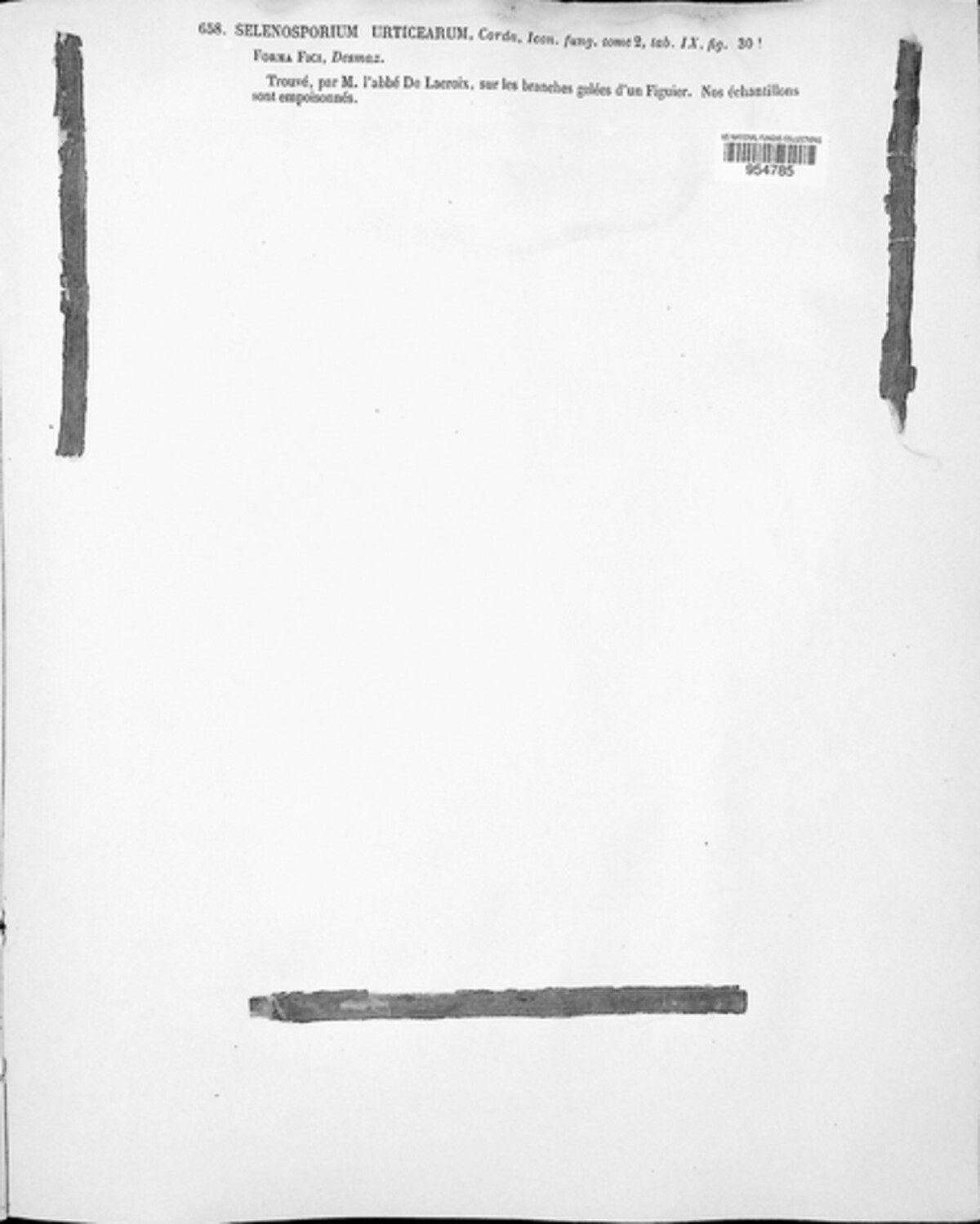 Fusarium urticearum image